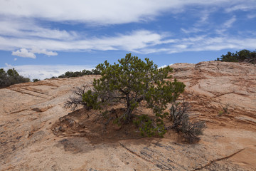 A tree growing out of a large rock face in Arizona