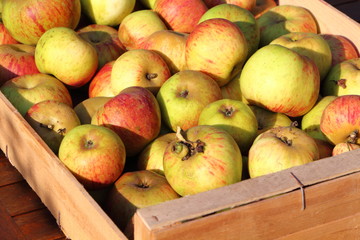 Cageot de pommes