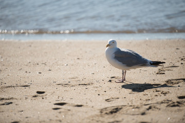 seagull on the beach