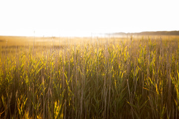 marsh grass