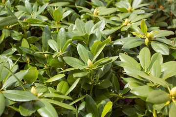 Young trees in the garden shop