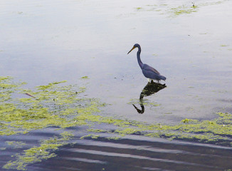 Florida Heron