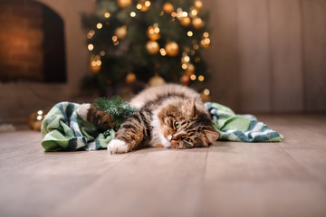 Naklejka premium Tabby and happy cat. Christmas season 2017, new year