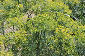 Fototapeta premium Flowering Dill