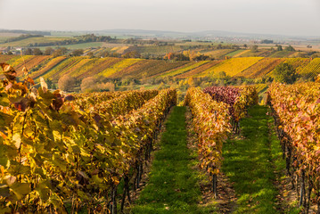 Weinberge im Herbst