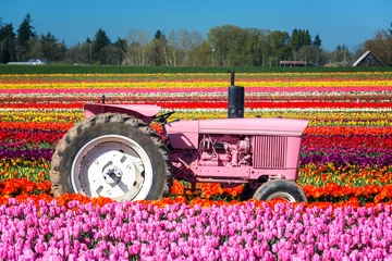 Fotobehang Pink Tractor and Tulips © jkraft5