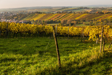Fototapeta premium Weinberge im Herbst