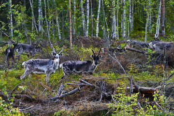 Reindeers in natural environment, Roros region, Northern Norway