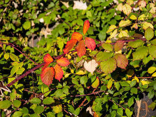 Brombeersträucher im Herbst