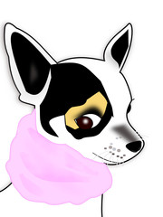 Preciosa Chihuahua panda con bufanda rosa. - obrazy, fototapety, plakaty