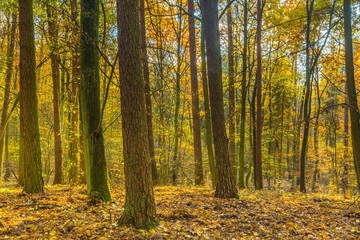 Beautiful european forest at fall