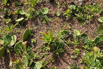 Cacti in rocky sand, growing in the sun