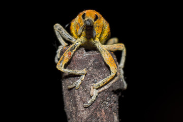 Curculionide Lixus su un Rametto