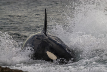 Killer whale, Patagonia,Argentina