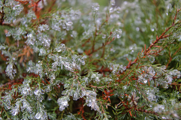 Raindrops on the juniper