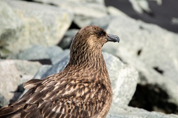 Möve