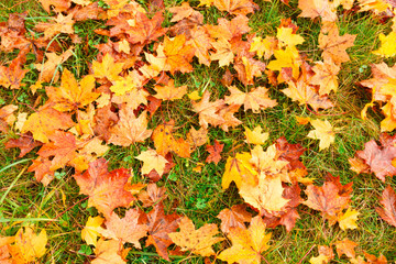 autumn leaves on green grass