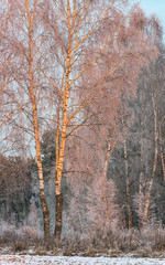 Birhes covered with hoarfrost at sunset