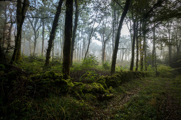 un chemin dans une forêt avec des grands troncs d'arbre et du brouillard