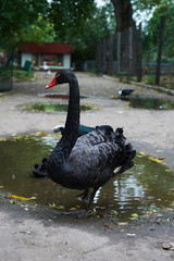 Beautiful portrait of the black swan