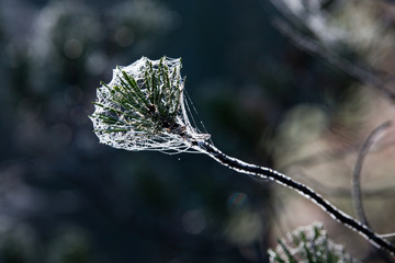 spiderweb close-up backlit entangled pine branch