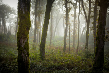 de la brume dans une forêt
