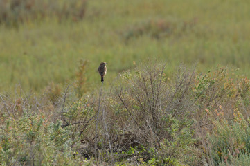 paisajes de marismas y aves en las salinas 