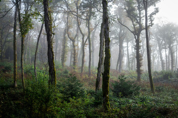 Obraz premium une forêt éclaircie sous le brouillard avec de grands troncs