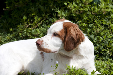 cucciolo cane bianco marrone © minox86