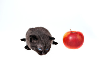 Fototapeta na wymiar Black Scottish Fold kitten near the red apple