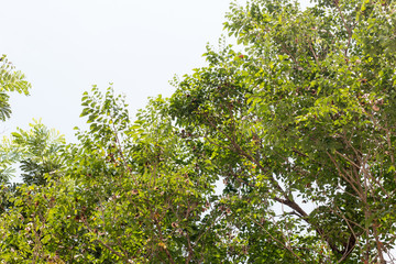 green treetop with sky,copy space,small leaf of treetop from natural