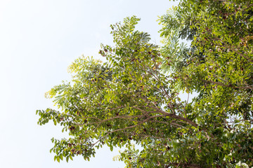 green treetop with sky,copy space,small leaf of treetop from natural