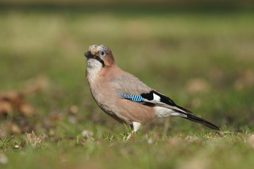 Sójka (Garrulus glandarius)
