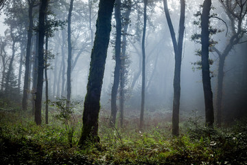 un brouillard bleuté dans une forêt éclaircie