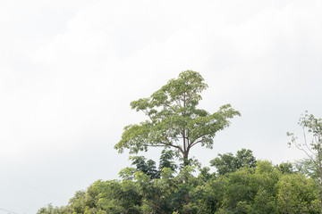 green treetop with sky,copy space,small leaf of treetop from natural