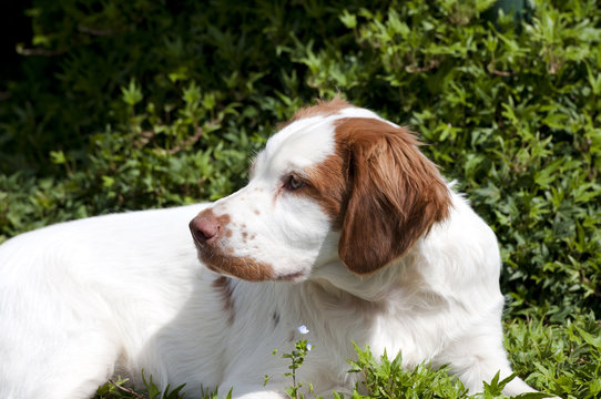 cucciolo cane bianco marrone