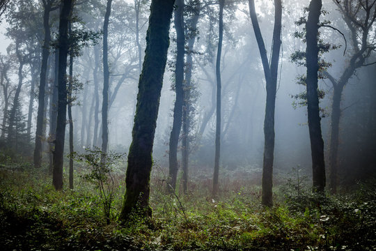 un brouillard bleuté dans une forêt éclaircie © Olivier Tabary