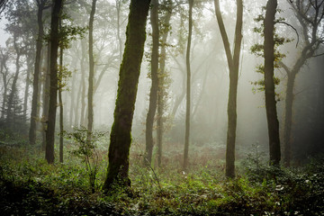 Fototapeta na wymiar du brouillard dans un sous bois