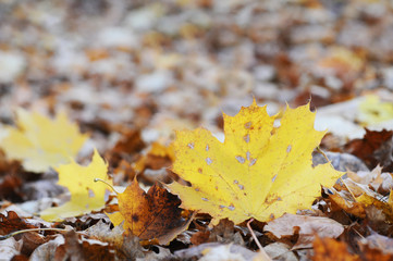 Ahornblatt am Boden mit Laub im Herbst
