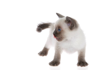 Fototapeta na wymiar Young siamese kitten with munchkin characteristics, smaller than average, isolated on a white background. Standing looking to viewers left, tongue licking nose.