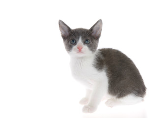 grey and white tabby kitten standing on slightly reflective surface looking at viewer, listening. Isolated on white background.