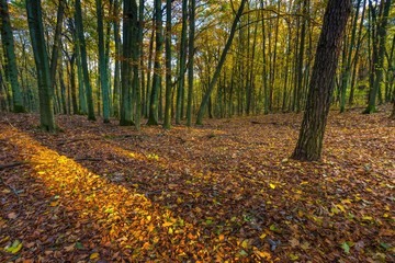 Beautiful european forest at fall