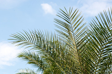 green leaf of palm,palm in garden or pak,palm is tall,palm make oxygen