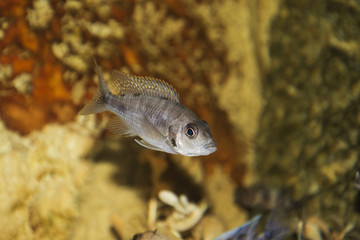 Obraz na płótnie Canvas Aulonocara sp.fish.