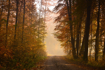 Obraz premium Autumn foggy forest