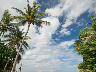 Fototapeta na wymiar Tropical palms and cloudy sky