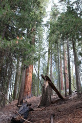 Sequioa National Forest (Giant Forest)