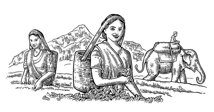 Female Tea Pickers leaves on plantation and rider on elephant.