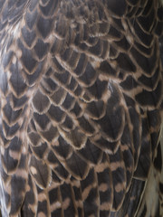 Falcon feathers texture.Falco cherrug