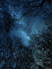 Falling star above the trees